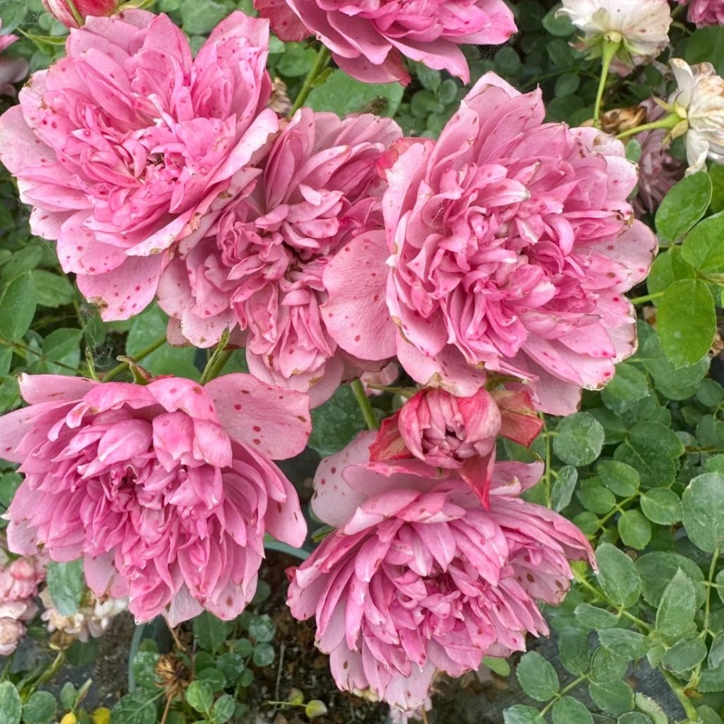 Nagi Rose