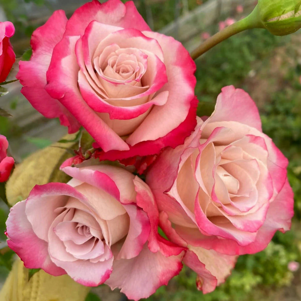 Nanyan Rose