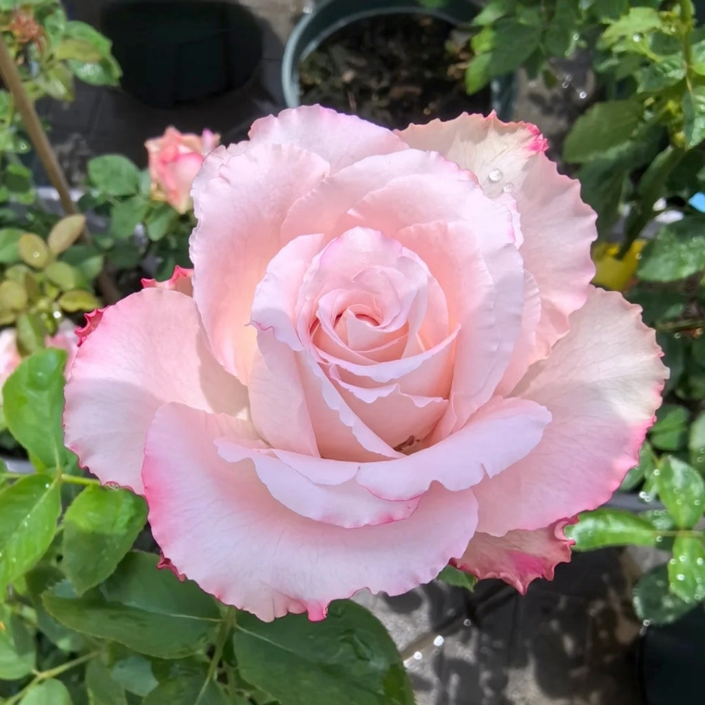 Nanyan Rose