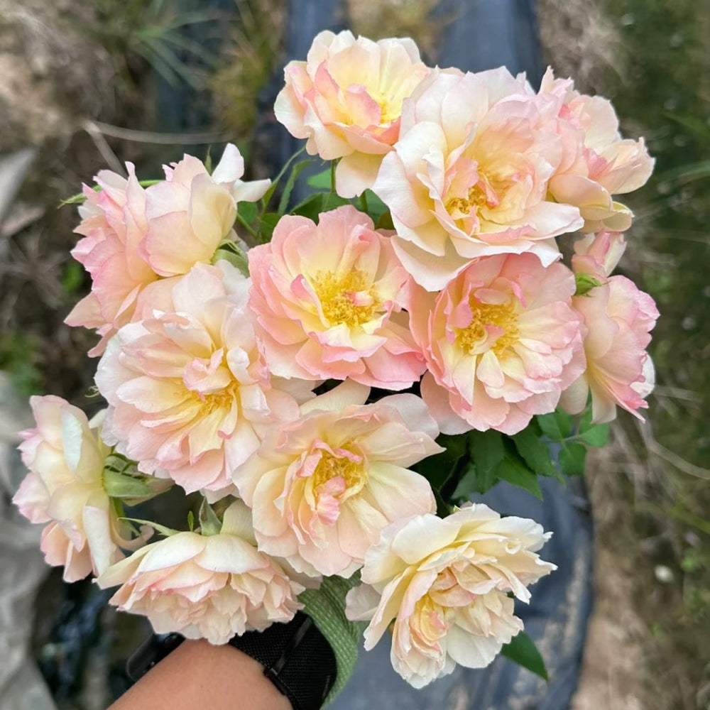 Nausicaa Rose