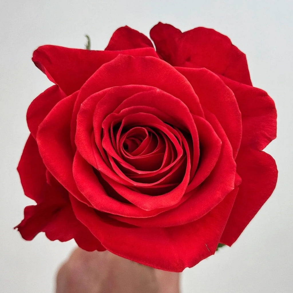 New Face Rose