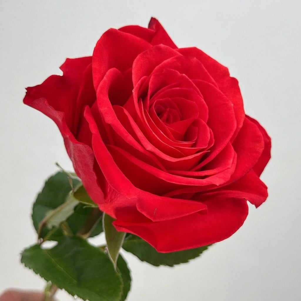 New Face Rose