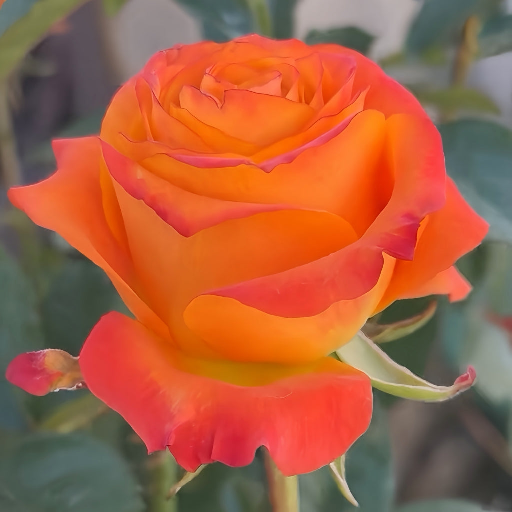 Nexus Rose