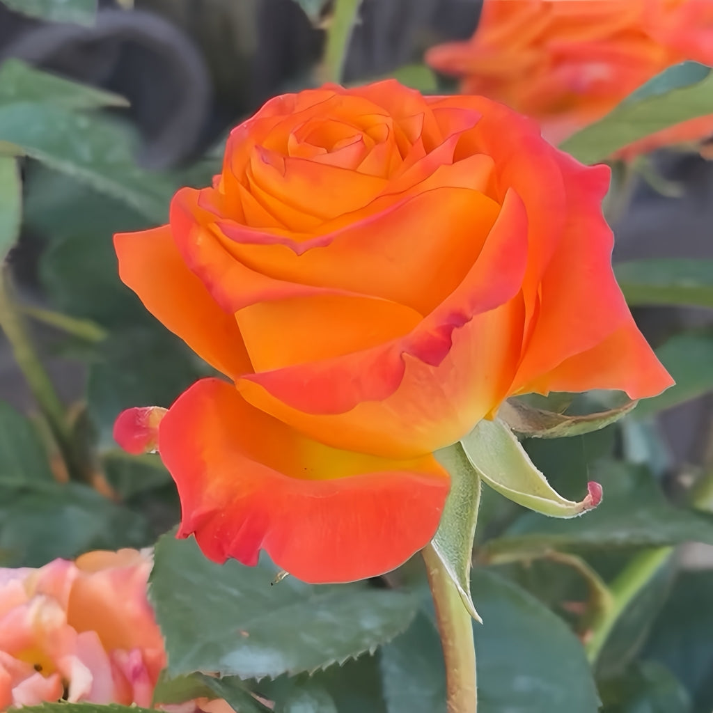 Nexus Rose