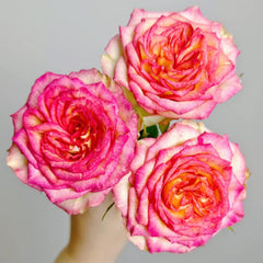Norway Forest Rose
