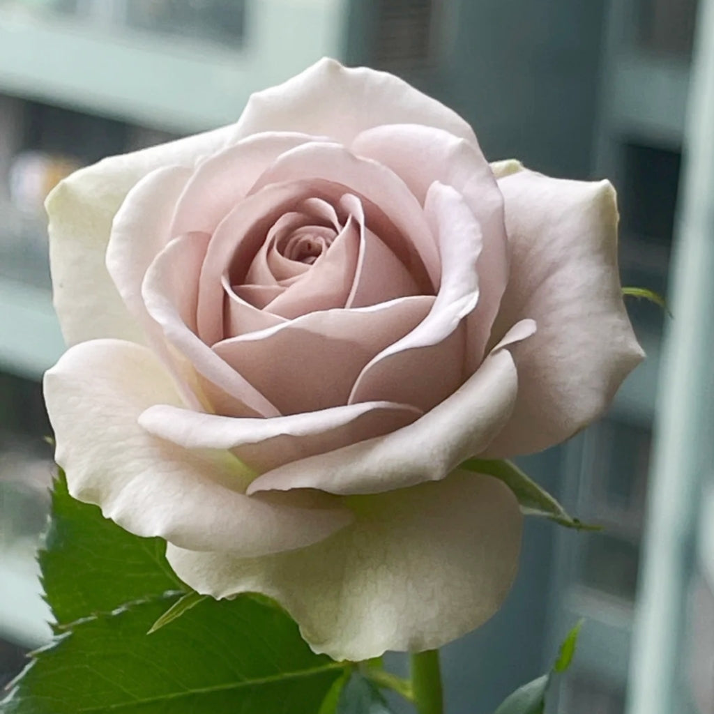 Notre Dame Rose