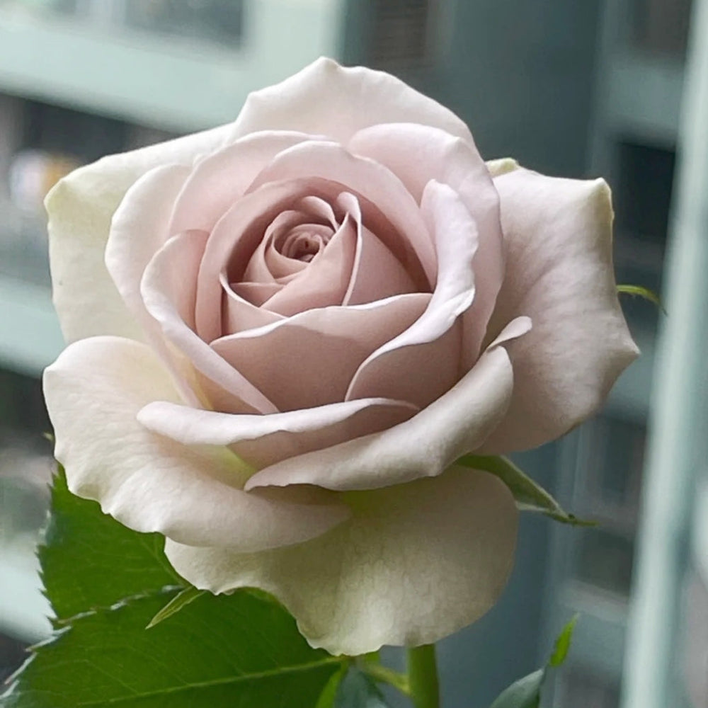 Notre Dame Rose