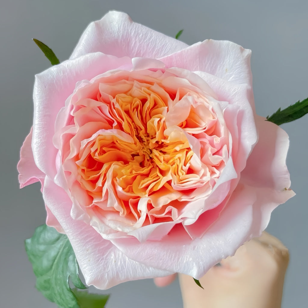 Notting Hill Rose