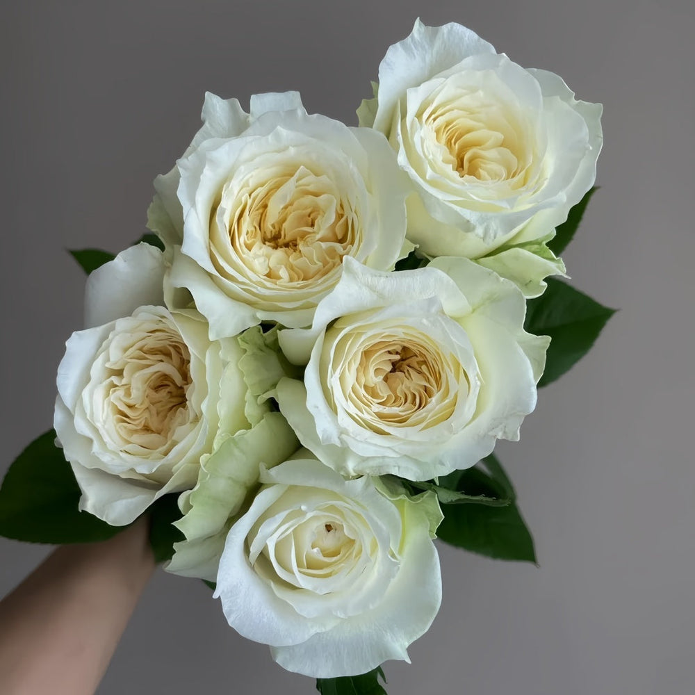 Nozari Rose