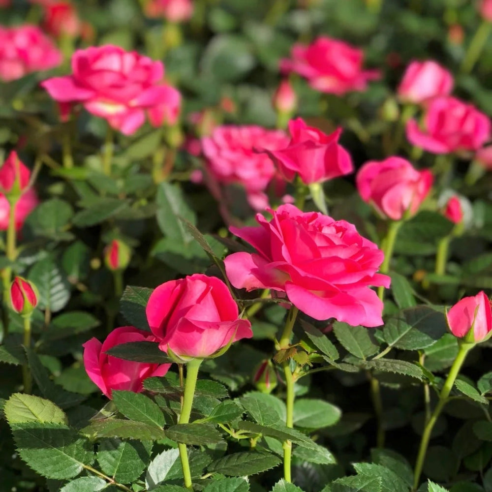 Ocean Ovation Rose