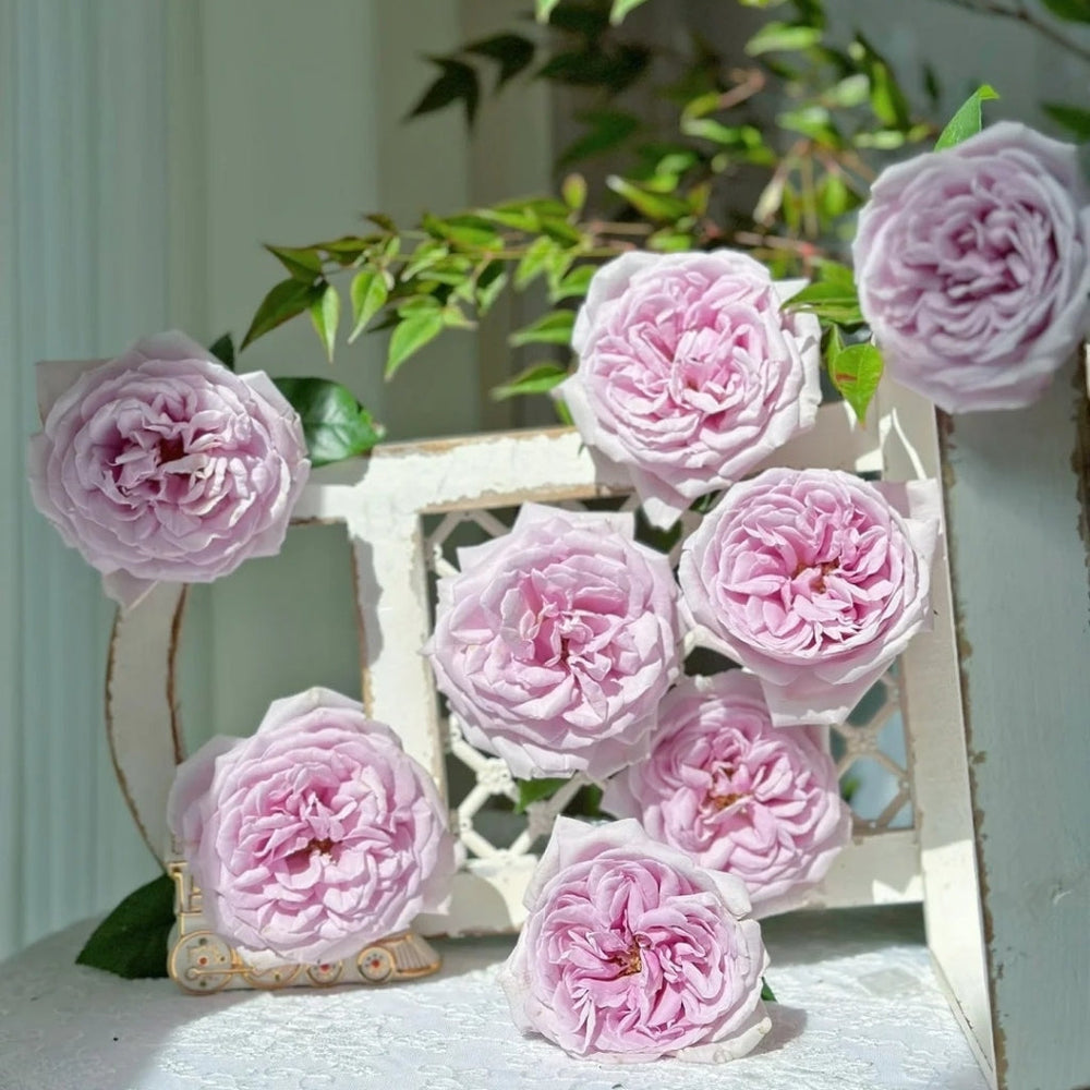 Pacific Blue Rose