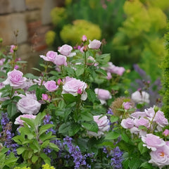 Pacific Blue Rose
