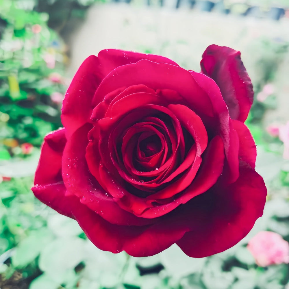 Papa Meilland Rose