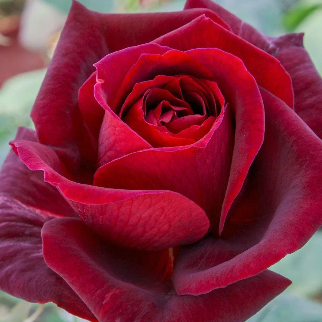 Papa Meilland Rose