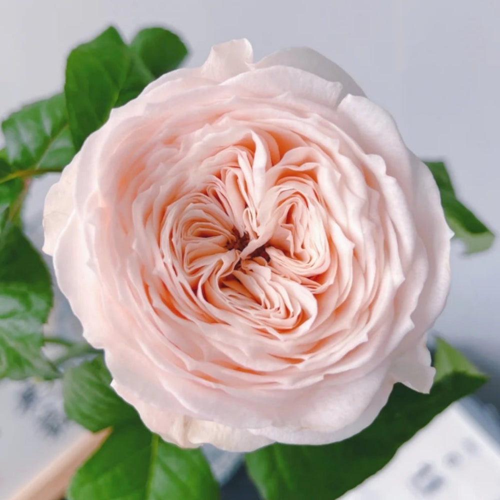 Paradise Beach Rose