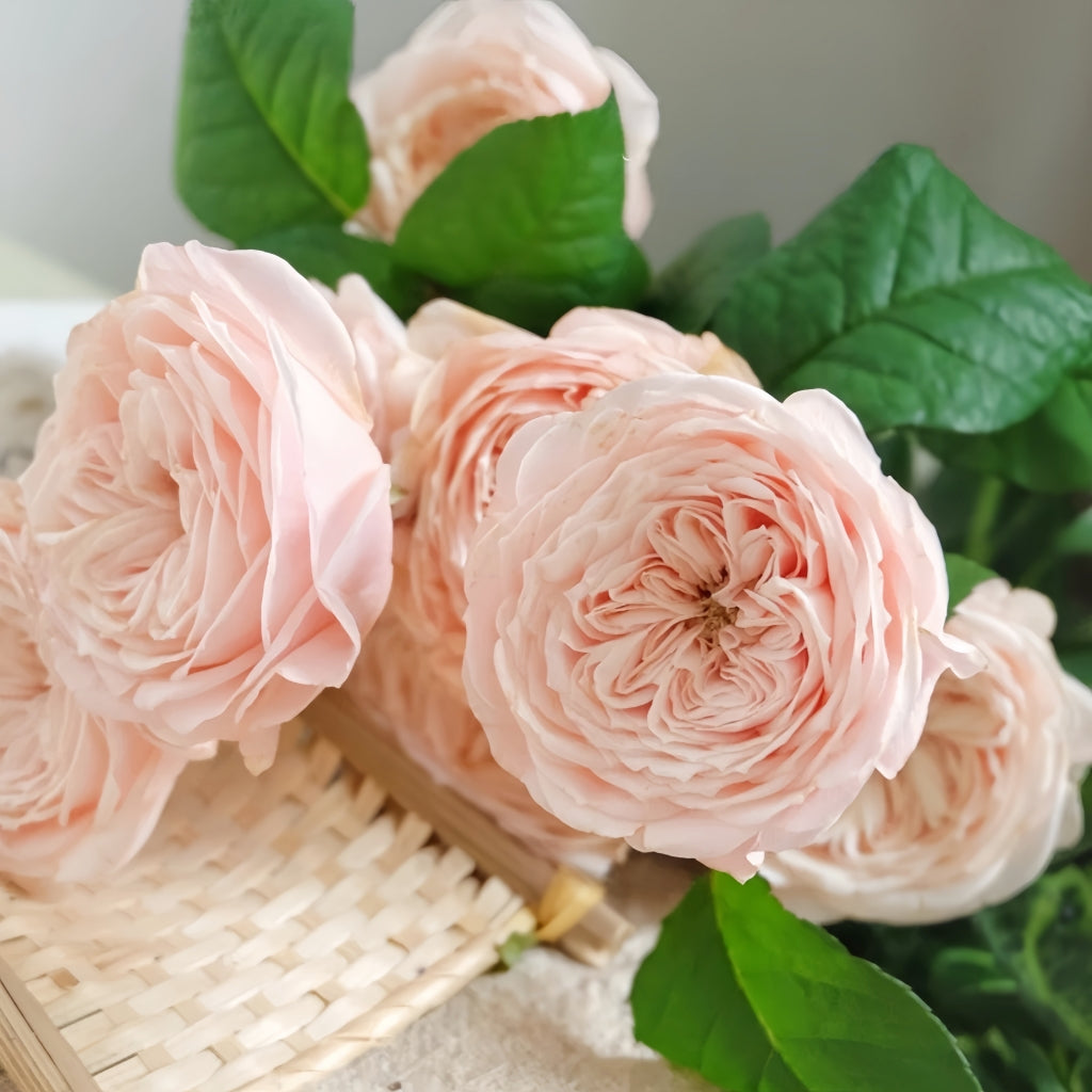 Paradise Beach Rose