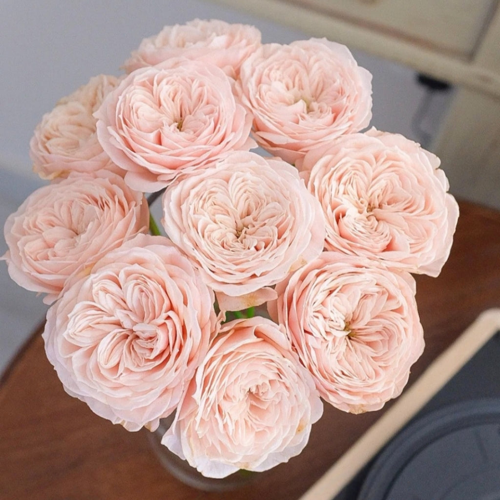 Paradise Beach Rose