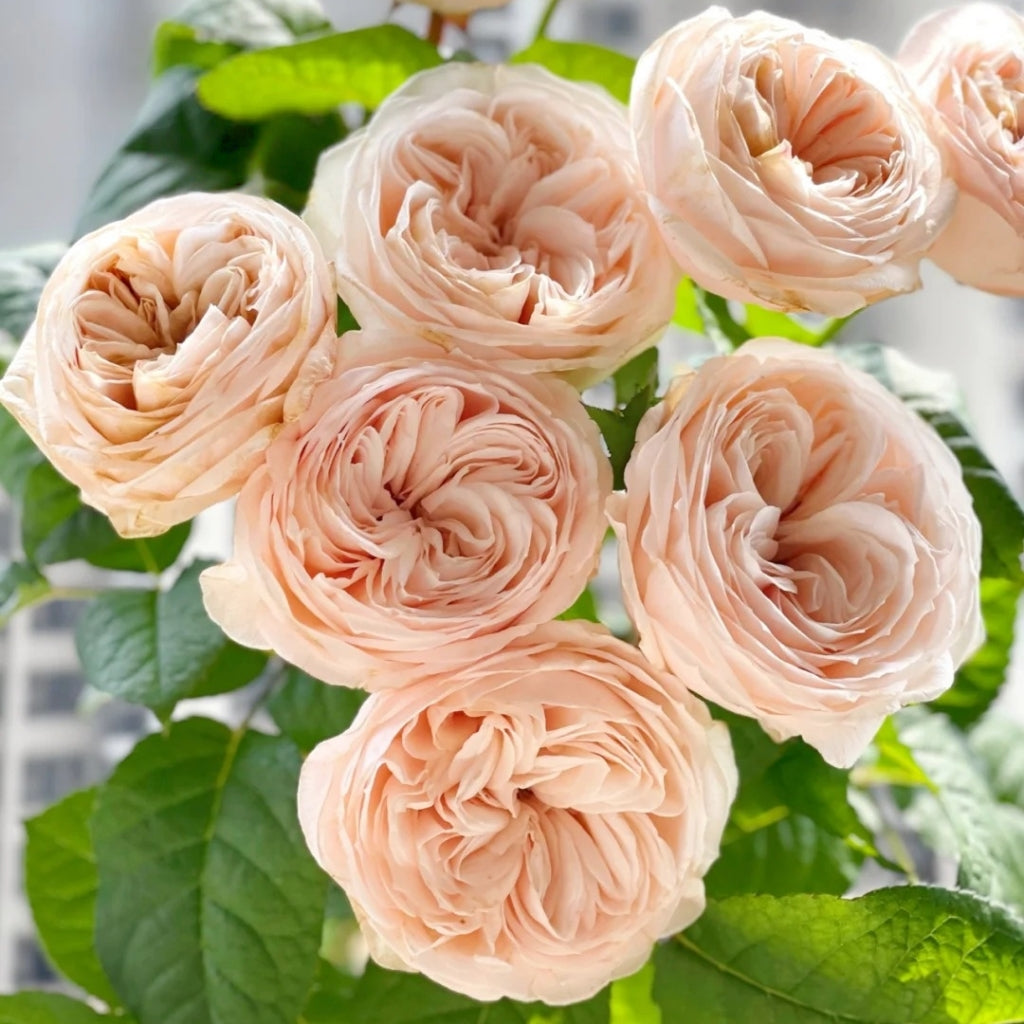 Paradise Beach Rose