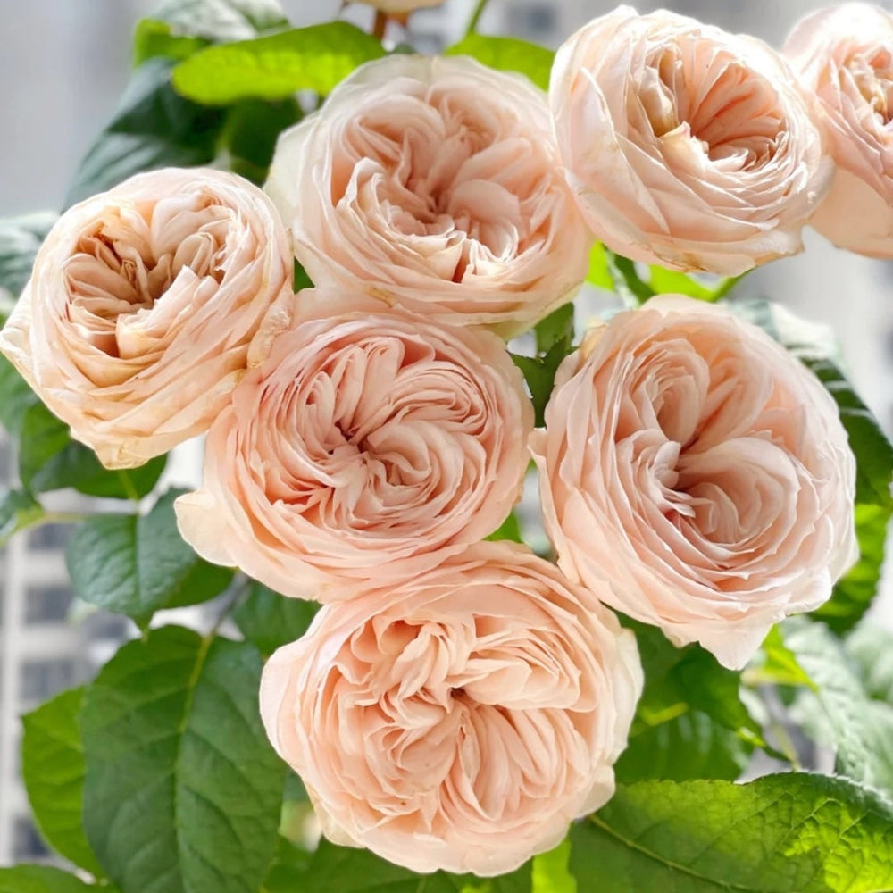 Paradise Beach Rose