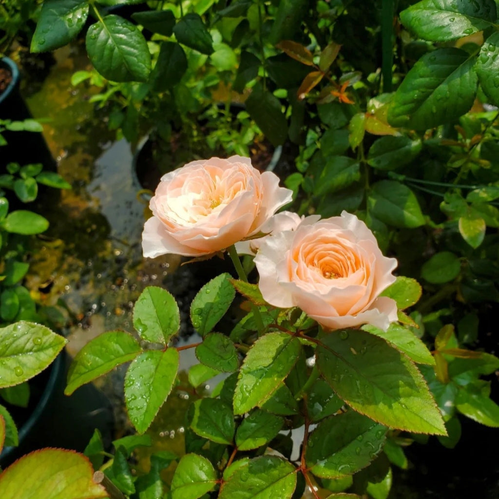 Paradise Beach Rose