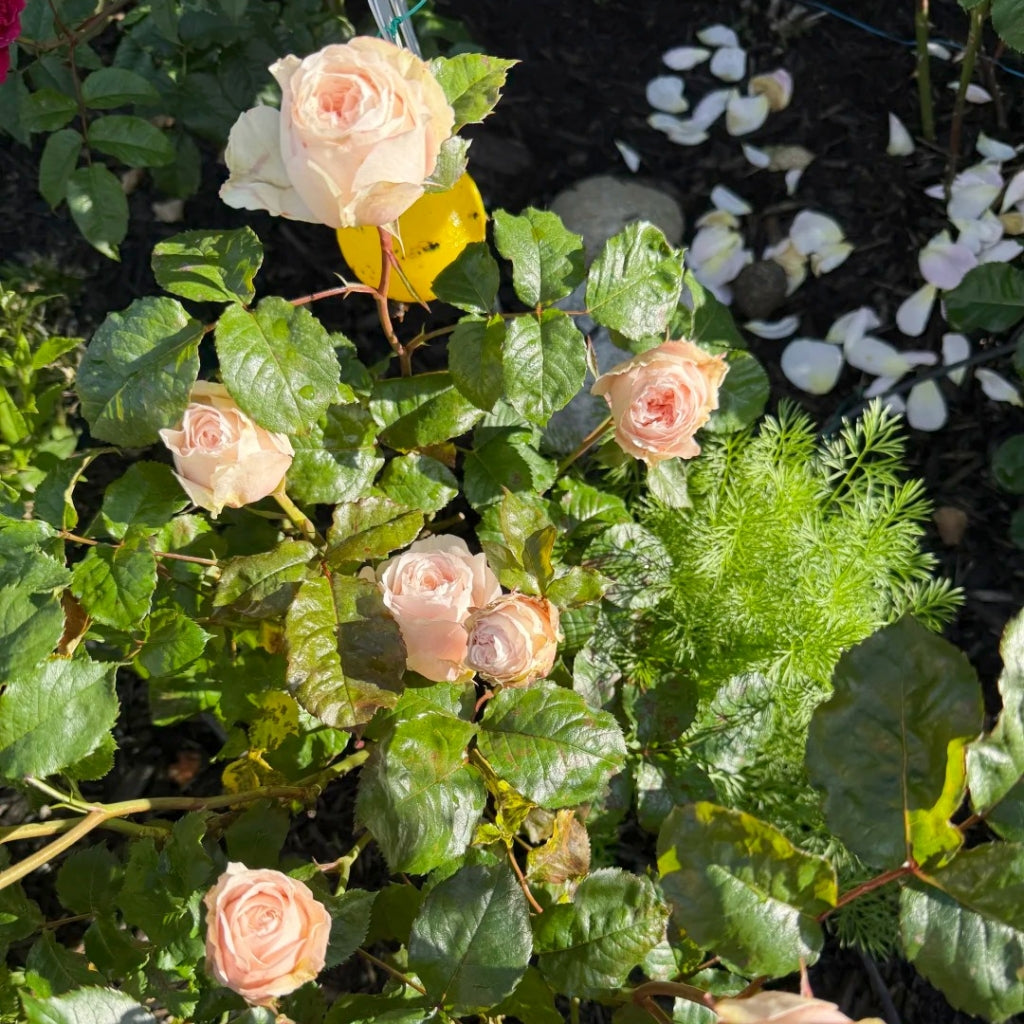 Paradise Beach Rose