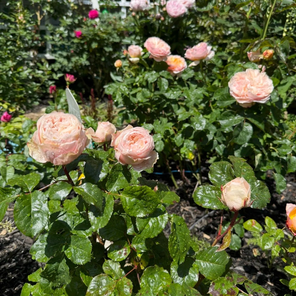 Paradise Beach Rose