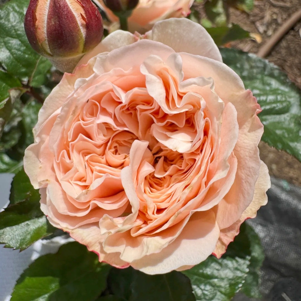 Paradise Beach Rose