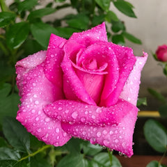Parole Rose