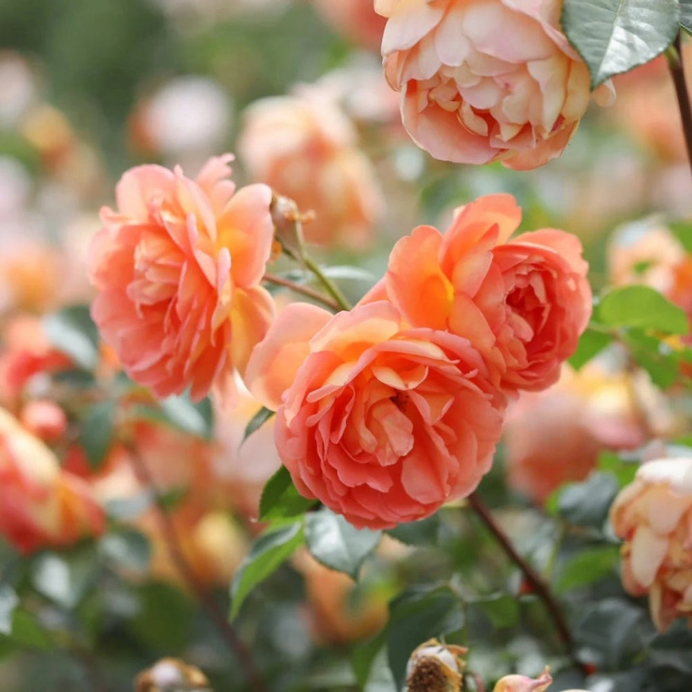 Pat Austin Rose