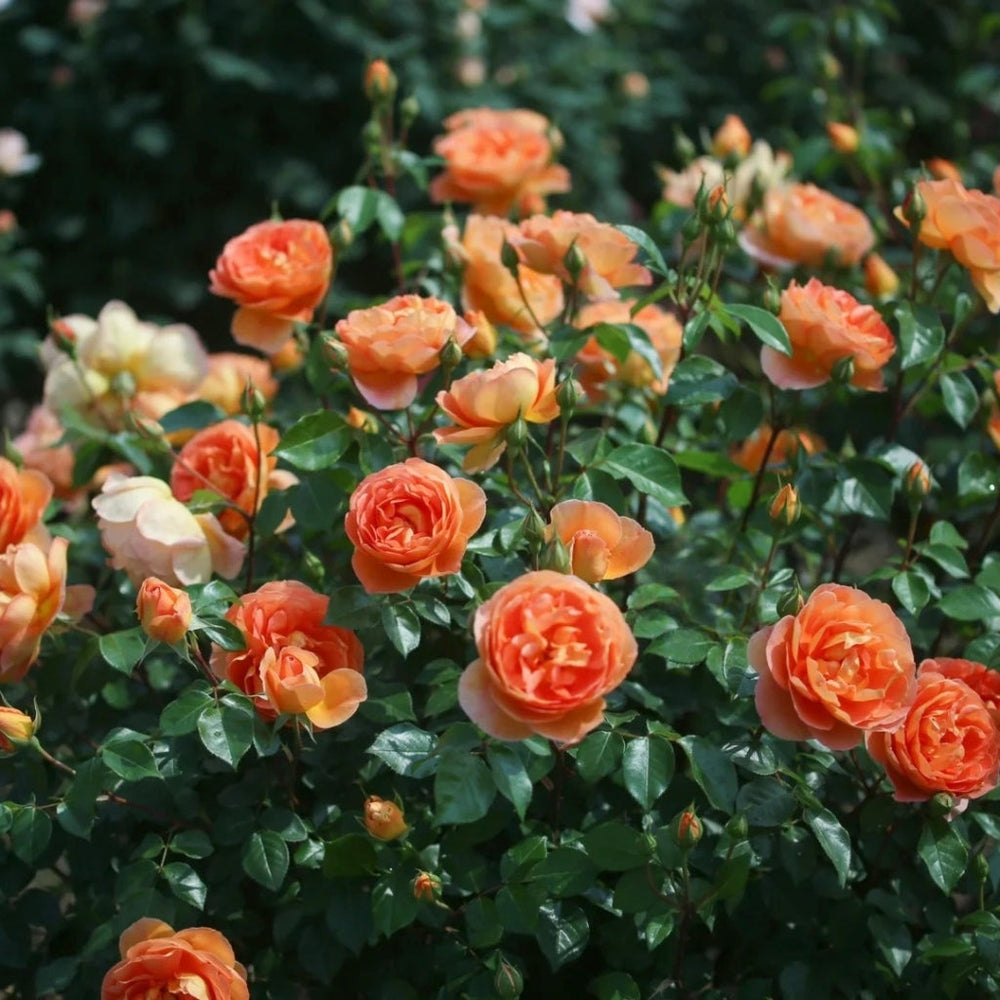 Pat Austin Rose