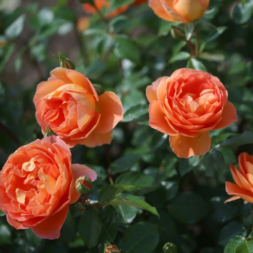 Pat Austin Rose