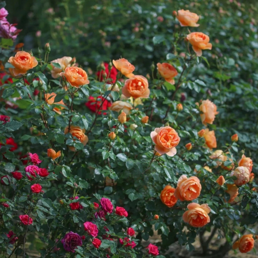 Pat Austin Rose
