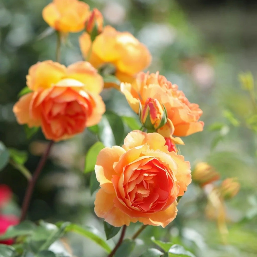 Pat Austin Rose