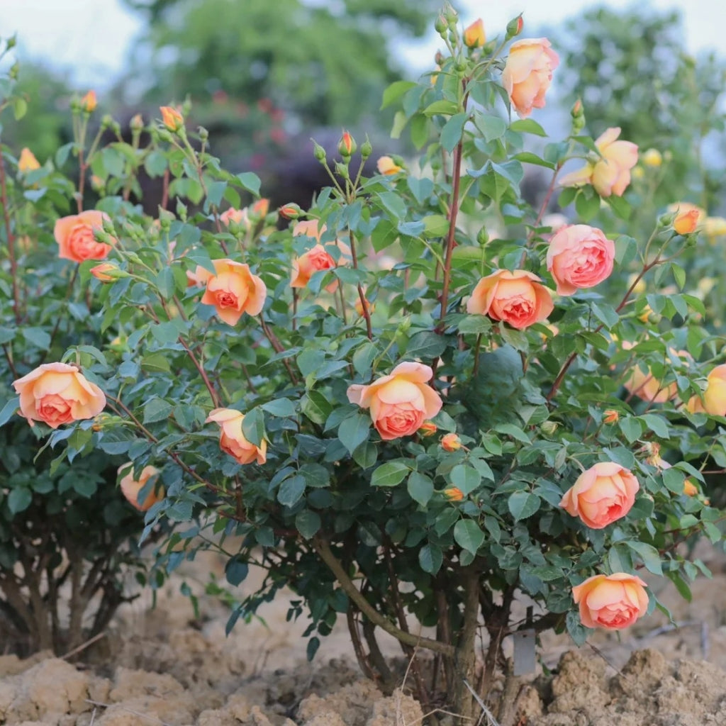 Pat Austin Rose