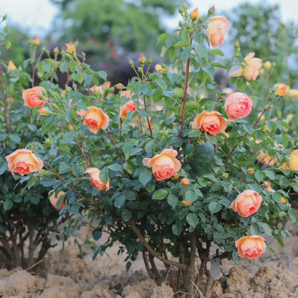 Pat Austin Rose