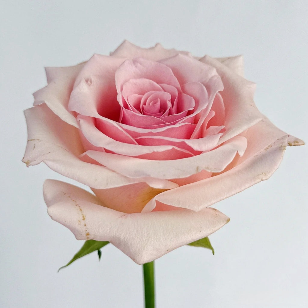 Peach Flavor Rose