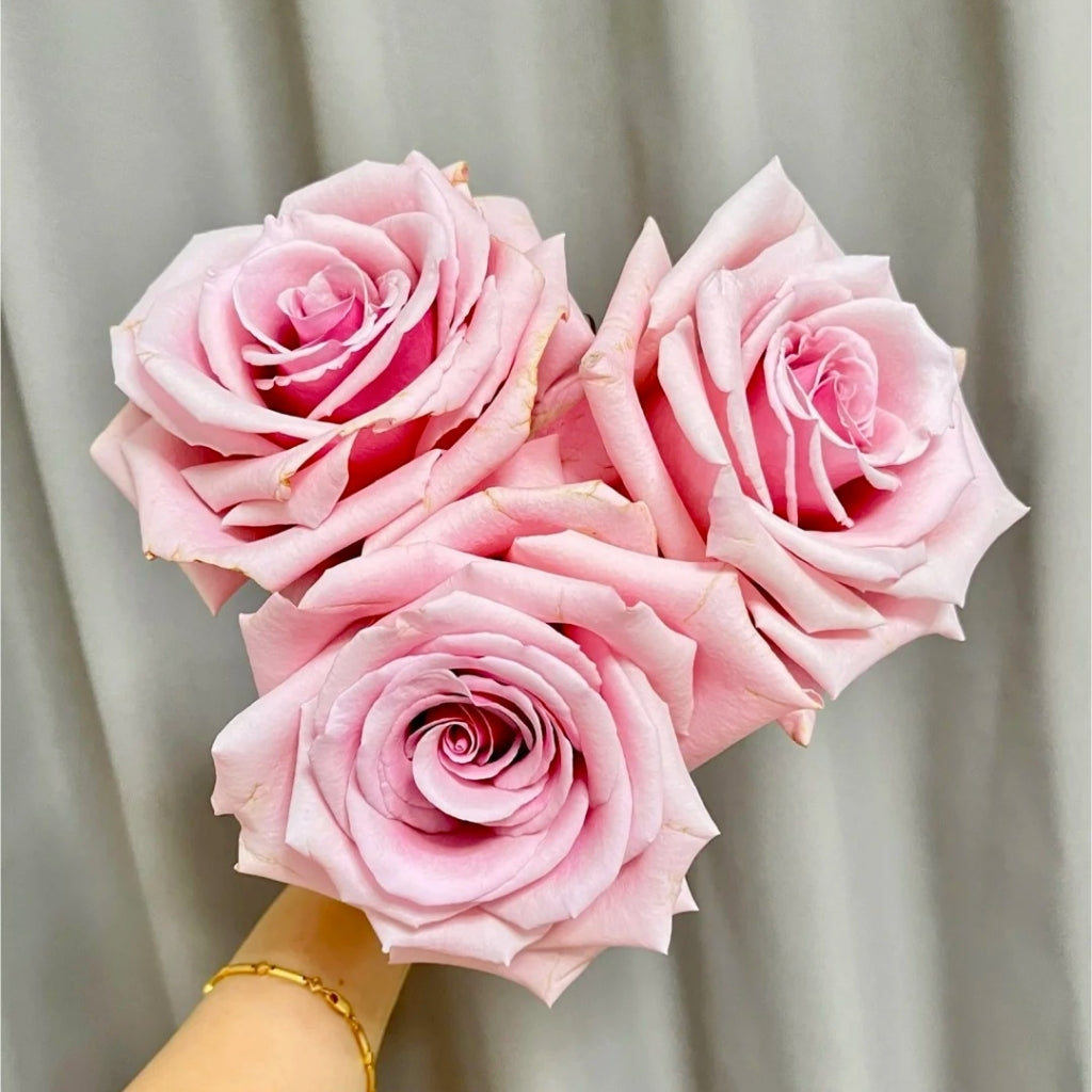 Peach Flavor Rose