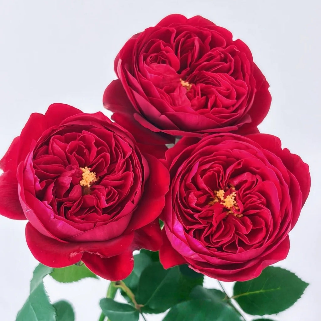 Peony Red Rose