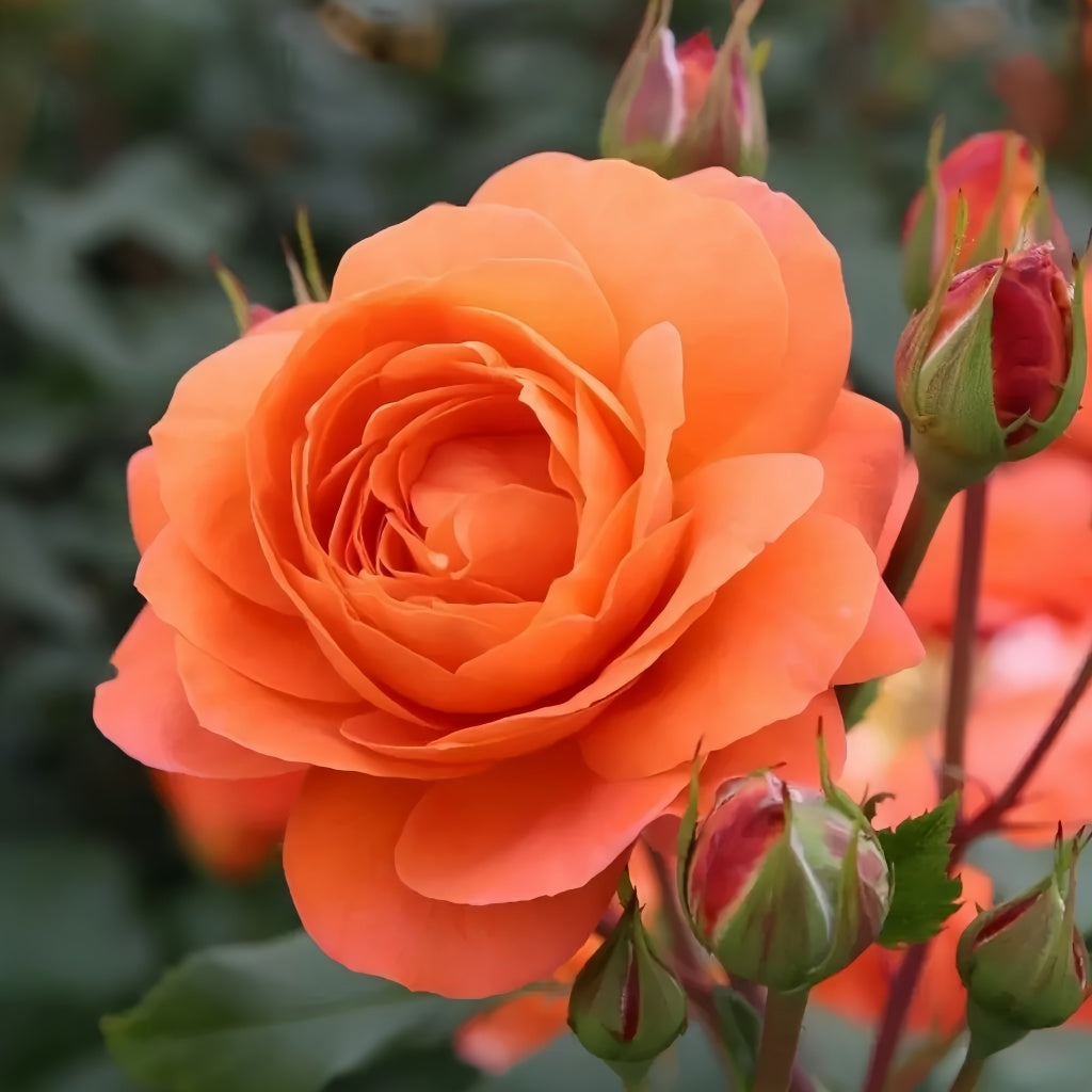Phoenix Rose