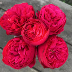 Piano Rose