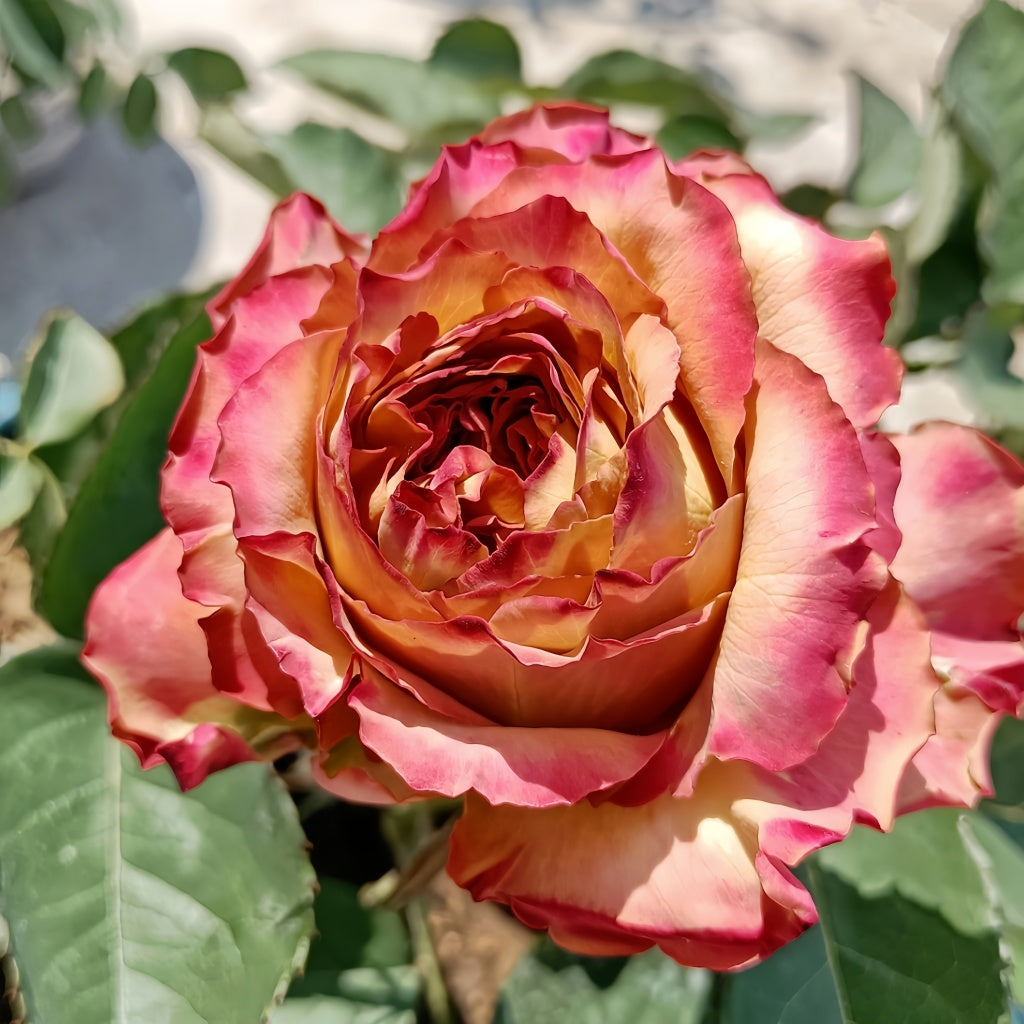 Pimms rose