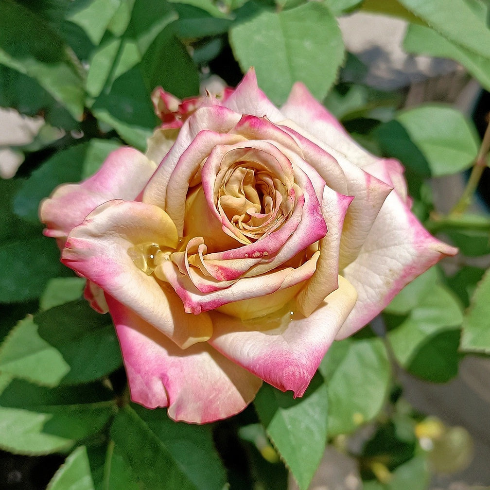 Pimms rose