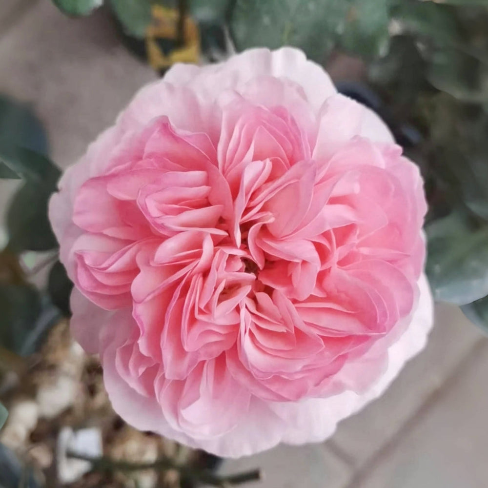 Pink Fragrance Rose