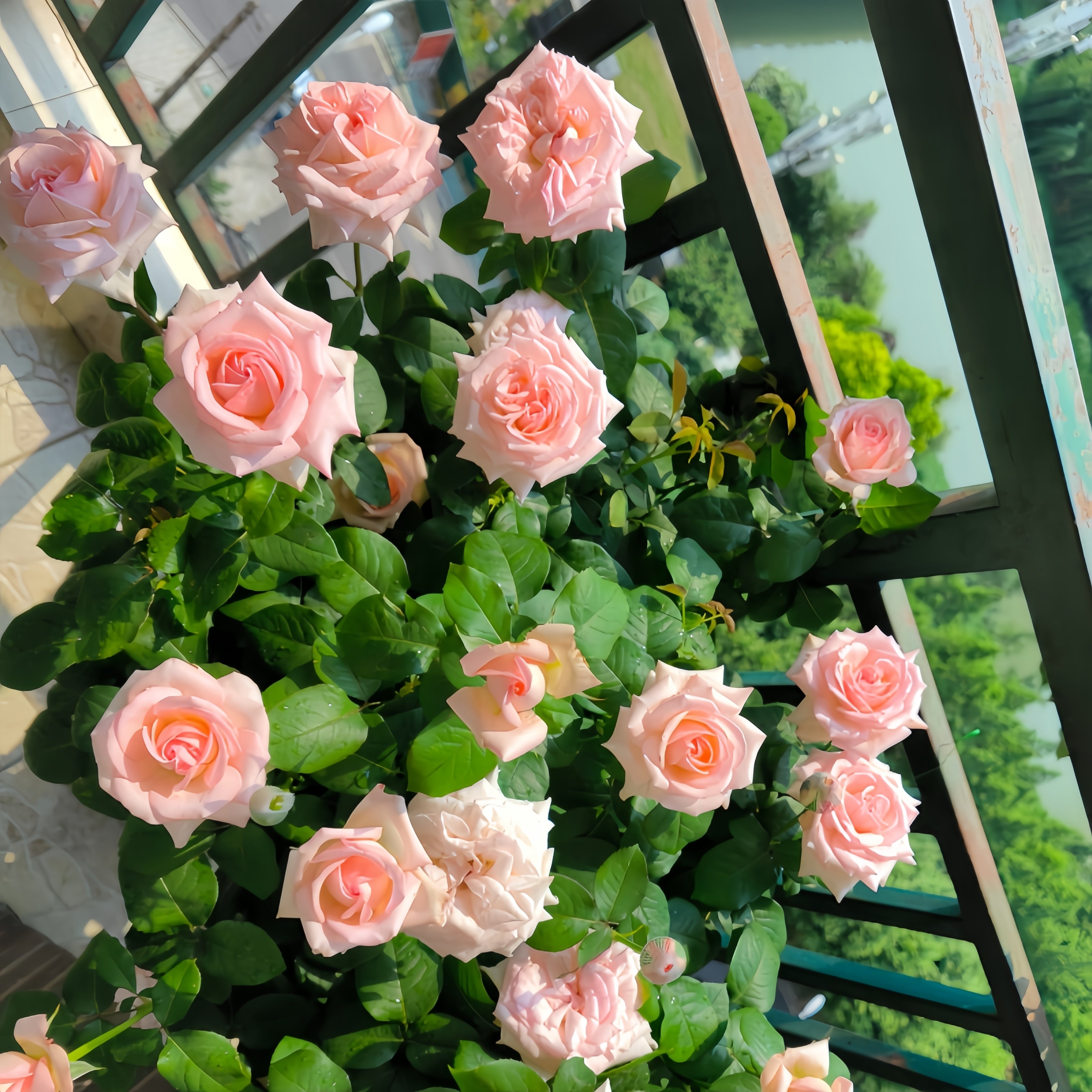 Pink O'Hara Rose