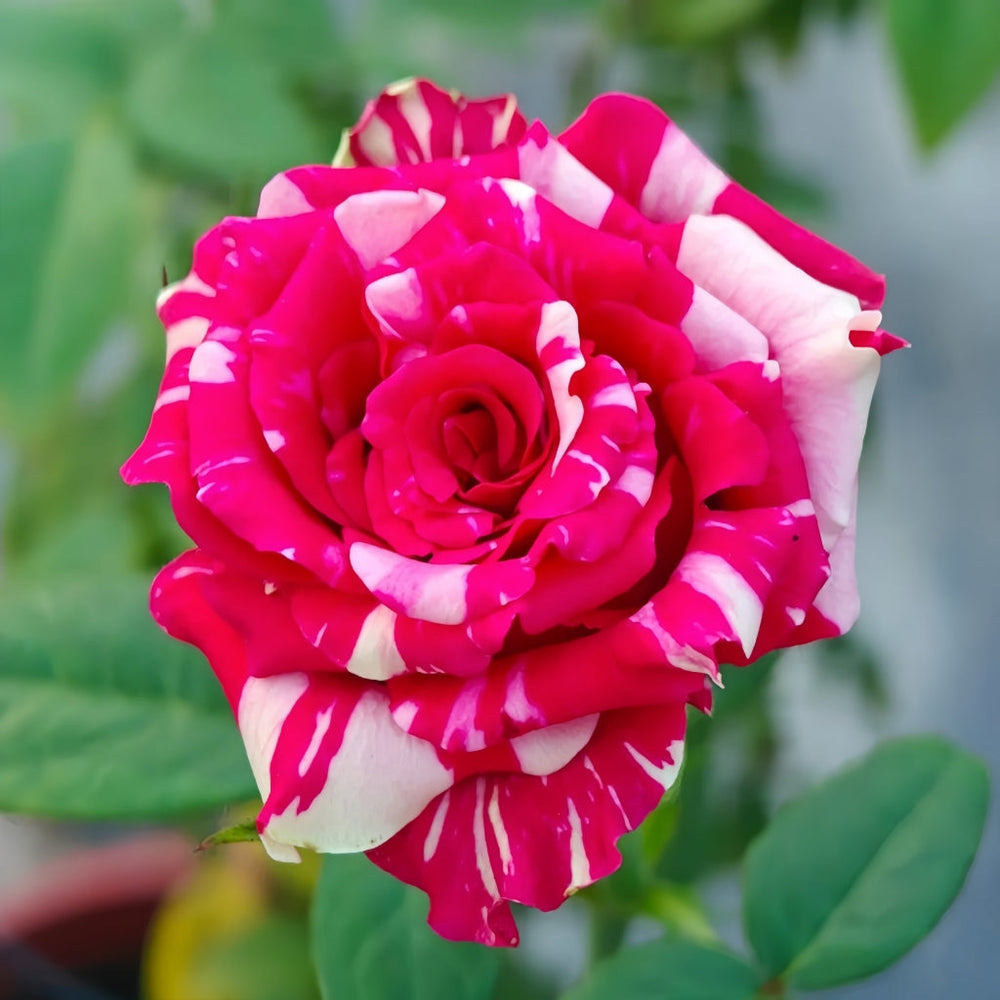 Pink Puma Rose