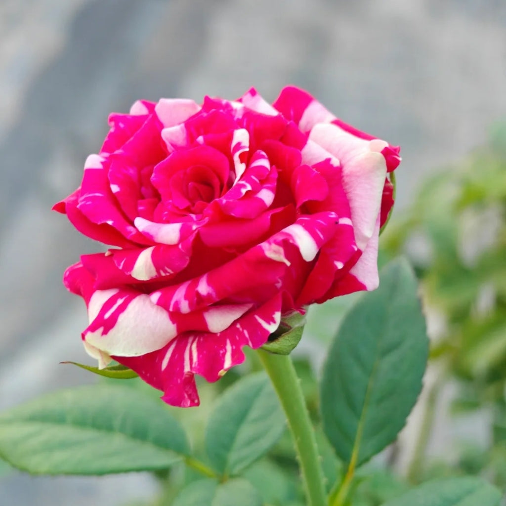 Pink Puma Rose