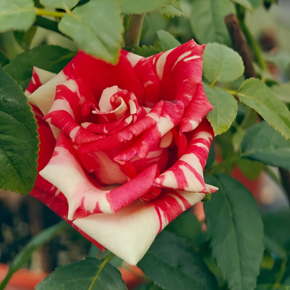 Pink Puma Rose