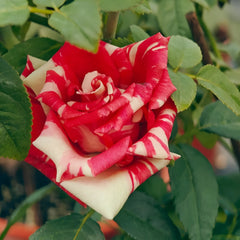 Pink Puma Rose