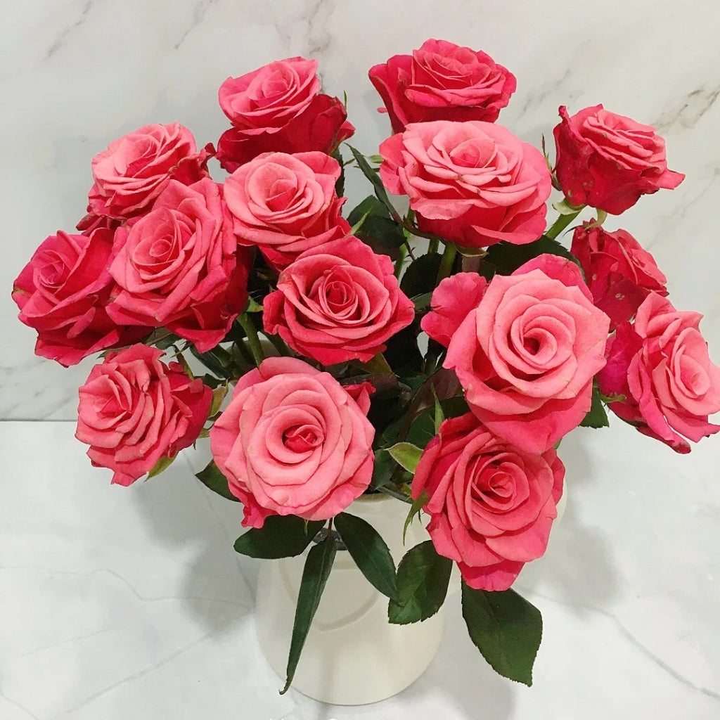 Pink Tacazzi Rose