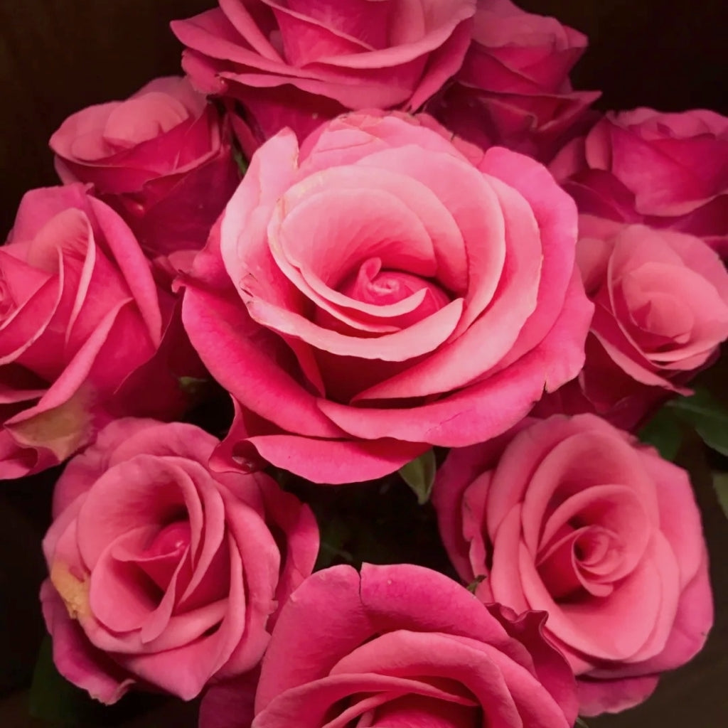 Pink Tacazzi Rose
